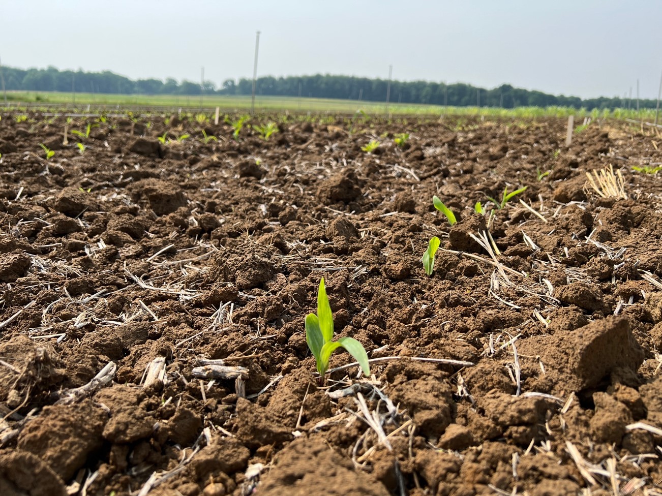 /ARSUserFiles/50821000/Corn and Soybean Virus Lab/Young corn in field.jpg